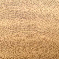 Oak-Widthways growth ring <p>4.62inch/3mm</p>